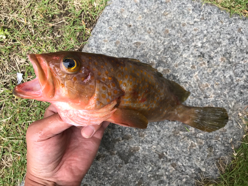 アコウの釣果