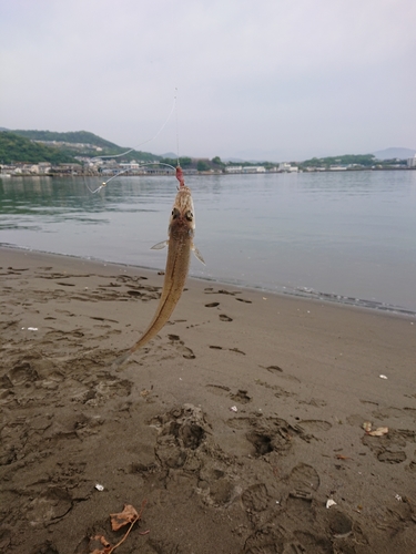 キスの釣果