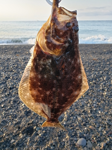 ヒラメの釣果