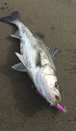 スズキの釣果