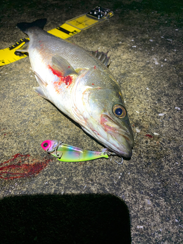 シーバスの釣果