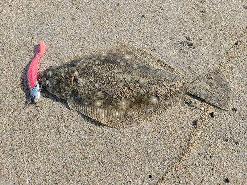 ソゲの釣果