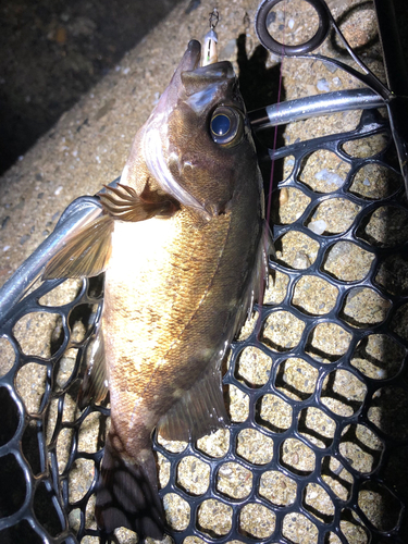 メバルの釣果