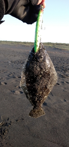 ソゲの釣果