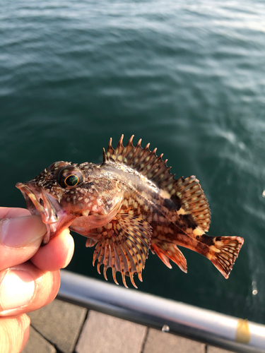 カサゴの釣果