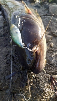 ナマズの釣果