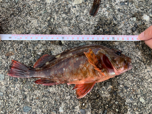 カサゴの釣果