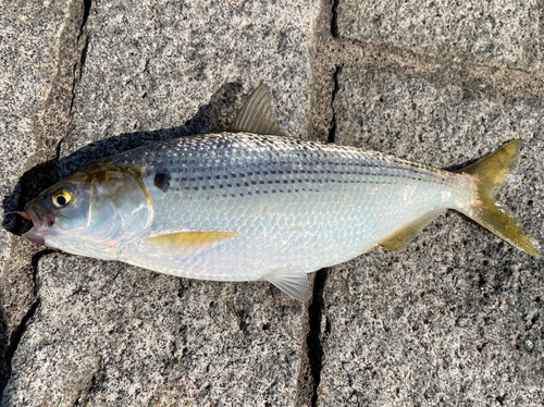 コノシロの釣果