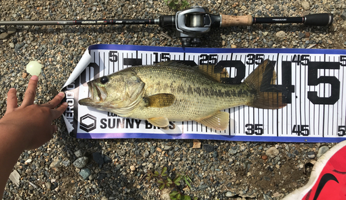 ブラックバスの釣果