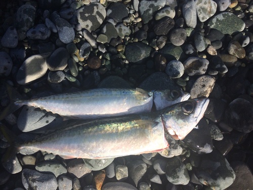 サバの釣果