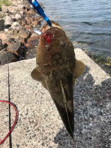 マゴチの釣果