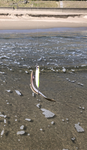 シタビラメの釣果