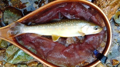 イワナの釣果