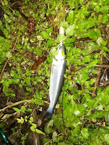 ハスの釣果