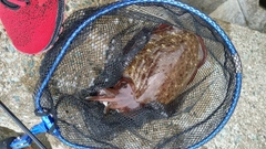 カミナリイカの釣果