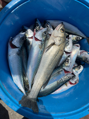 マサバの釣果