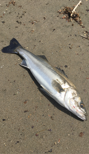 スズキの釣果