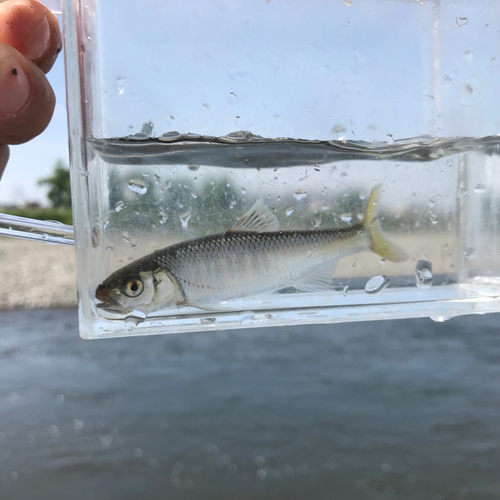 オイカワの釣果