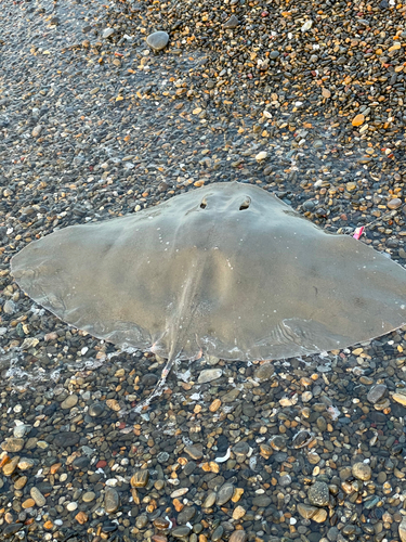 ツバクロエイの釣果