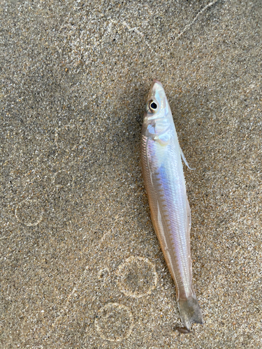 キスの釣果