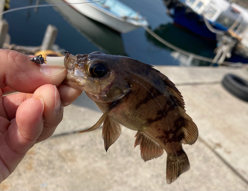 メバルの釣果