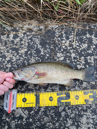 スモールマウスバスの釣果