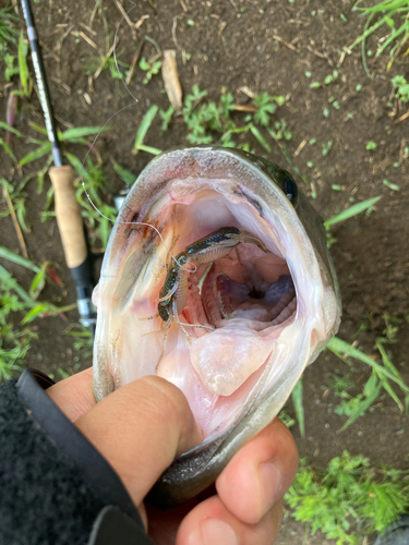 ラージマウスバスの釣果