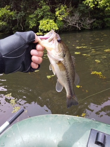 ブラックバスの釣果