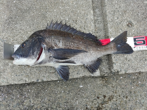 クロダイの釣果