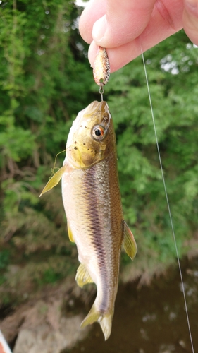 カワムツの釣果