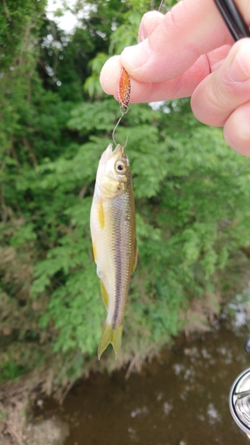 カワムツの釣果