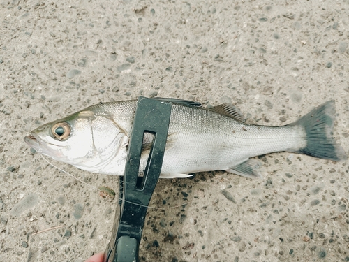 セイゴ（マルスズキ）の釣果