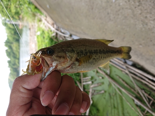 ラージマウスバスの釣果