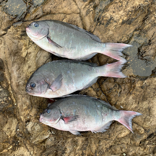 オナガグレの釣果