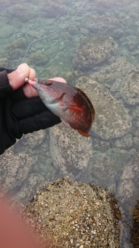 ベラの釣果