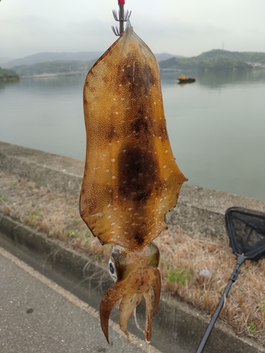 アオリイカの釣果