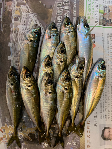 マアジの釣果