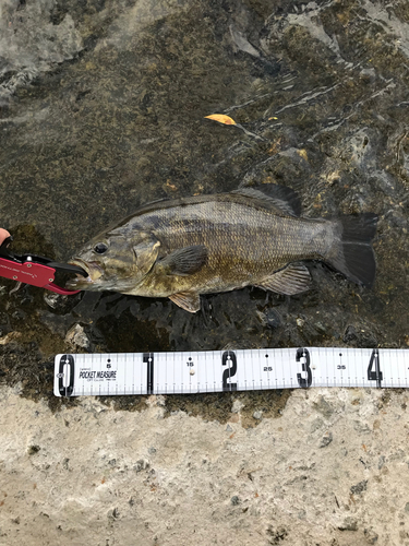 スモールマウスバスの釣果