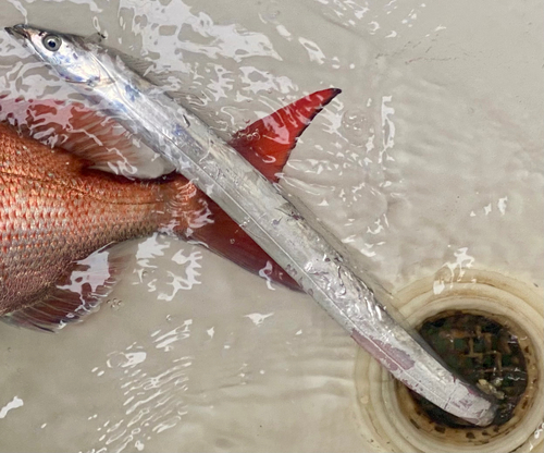 タチウオの釣果