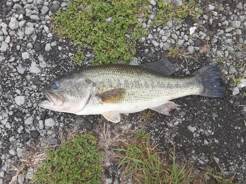 釣果