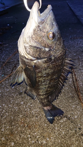 クロダイの釣果