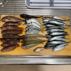 シロギスの釣果