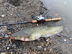 ナマズの釣果