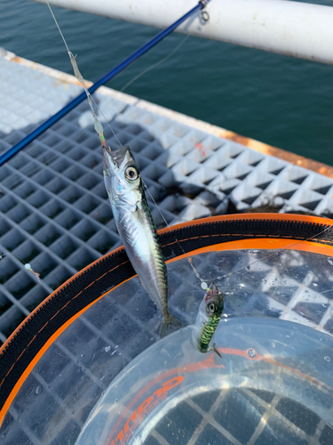 サバの釣果