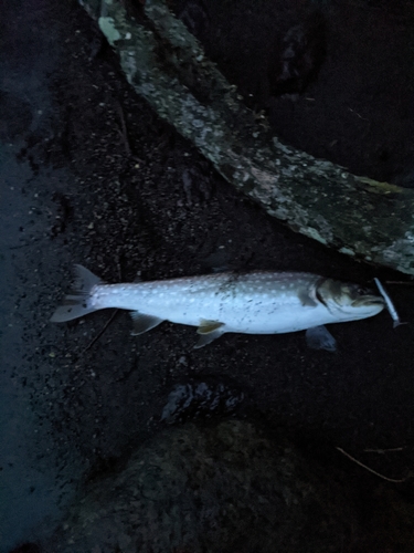 アメマスの釣果