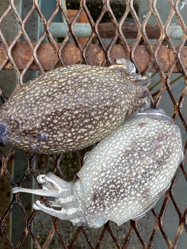 シリヤケイカの釣果