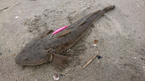 マゴチの釣果