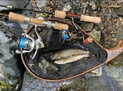 イワナの釣果