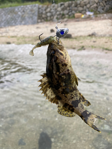 タケノコメバルの釣果