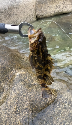 タケノコメバルの釣果